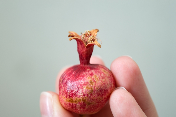 dwarf-pomegranate-2134591_1920