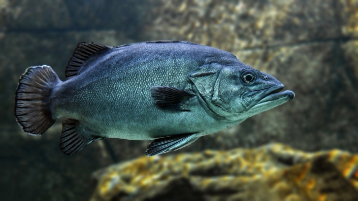 fish-ga2fcab074_1280